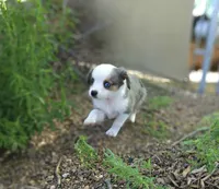 DIXIE, a female Toy Australian Shepherd for sale in Snowflake, AZ – 1 of 7