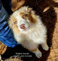 Resolution, a female Miniature Australian Shepherd for sale in Snowflake, AZ – Photo 1 of 9