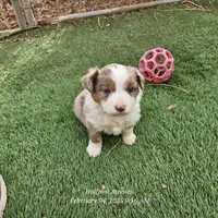 Resolution, a female Miniature Australian Shepherd for sale in Snowflake, AZ – Photo 4 of 9
