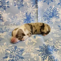 Resolution, a female Miniature Australian Shepherd for sale in Snowflake, AZ – Photo 9 of 9