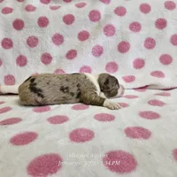 Resolution, a female Miniature Australian Shepherd for sale in Snowflake, AZ – Photo 8 of 9