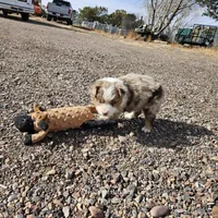 Resolution, a female Miniature Australian Shepherd for sale in Snowflake, AZ – Photo 3 of 9