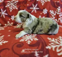 Resolution, a female Miniature Australian Shepherd for sale in Snowflake, AZ – Photo 6 of 9