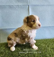 Resolution, a female Miniature Australian Shepherd for sale in Snowflake, AZ – Photo 5 of 9