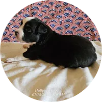 Dawn, a female Miniature Australian Shepherd for sale in Snowflake, AZ – 3 of 5