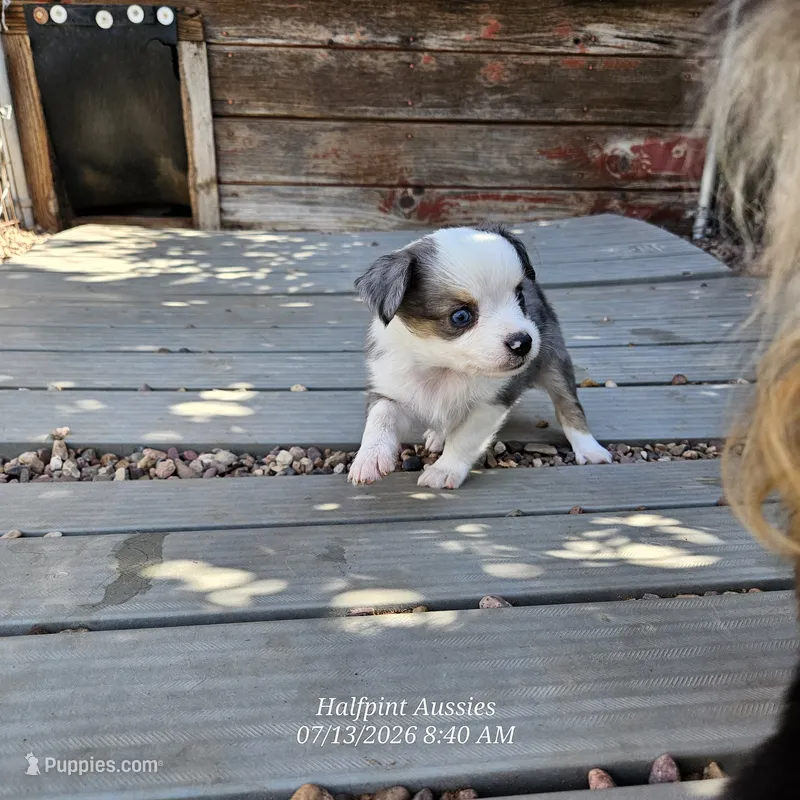 DIXIE – Toy Australian Shepherd puppy for sale in Snowflake, AZ