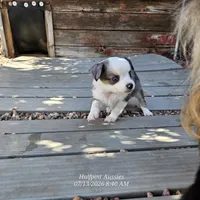DIXIE, a female Toy Australian Shepherd for sale in Snowflake, AZ – 3 of 7