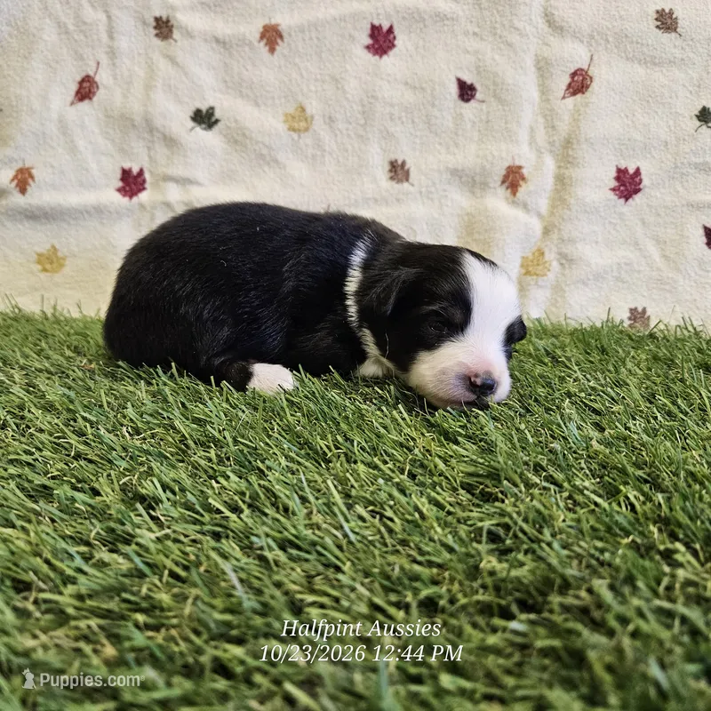 Latte – Toy Australian Shepherd puppy for sale in Snowflake, AZ