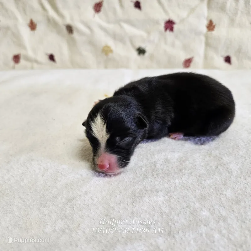 Cookie – Toy Australian Shepherd puppy for sale in Snowflake, AZ