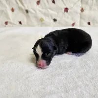 Cookie, a female Toy Australian Shepherd for sale in Snowflake, AZ – 1 of 1