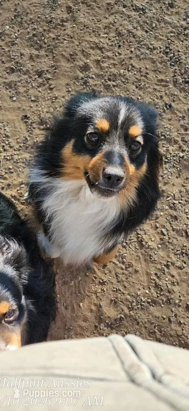 Tinsel – Miniature Australian Shepherd puppy for sale in Snowflake, AZ