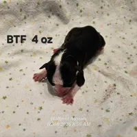 Taylor, a female Toy Australian Shepherd for sale in Snowflake, AZ – 3 of 3