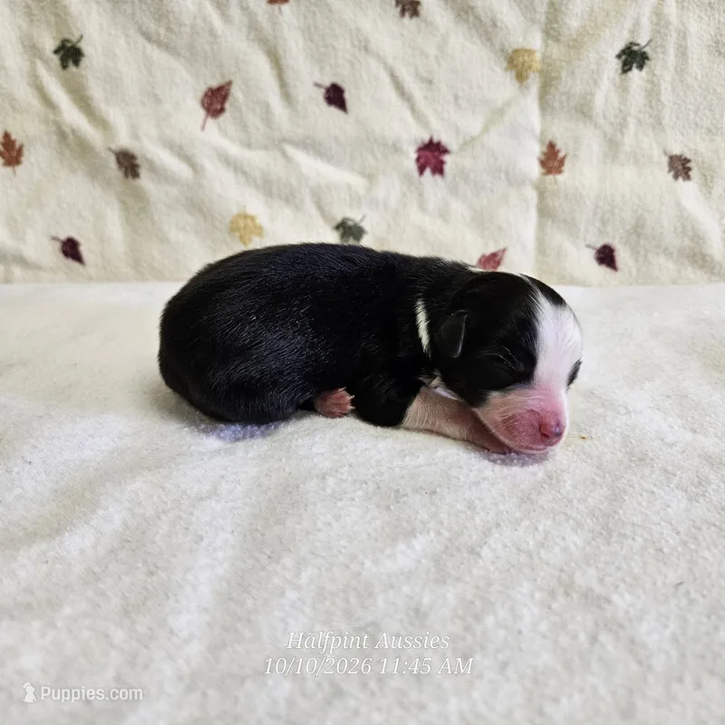 Latte – Toy Australian Shepherd puppy for sale in Snowflake, AZ