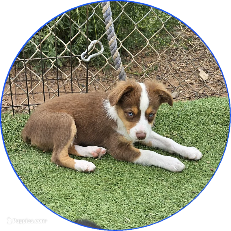 Ryan – Toy Australian Shepherd puppy for sale in Snowflake, AZ