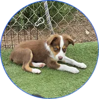 Ryan, a male Toy Australian Shepherd for sale in Snowflake, AZ – 2 of 9