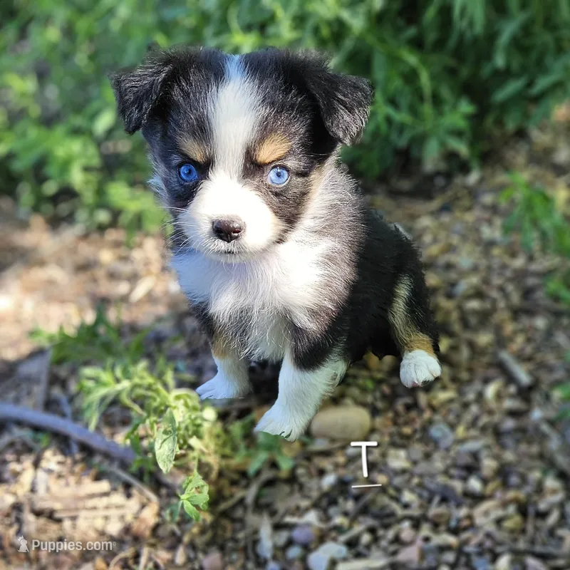 Taylor – Toy Australian Shepherd puppy for sale in Snowflake, AZ
