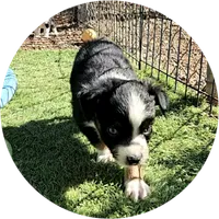 Roxie, a female Toy Australian Shepherd for sale in Snowflake, AZ – 5 of 9