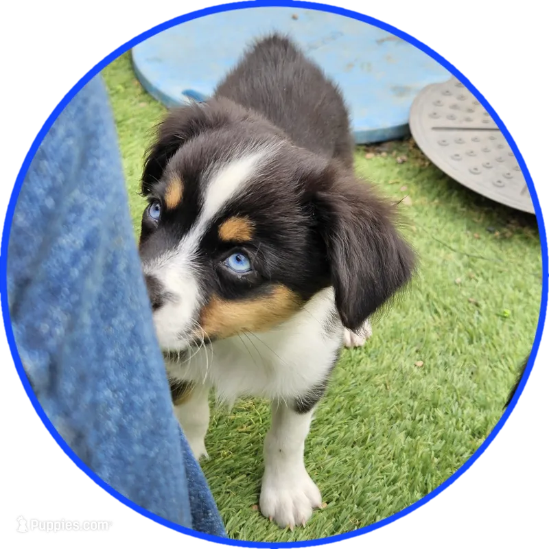 Sammy – Toy Australian Shepherd puppy for sale in Snowflake, AZ