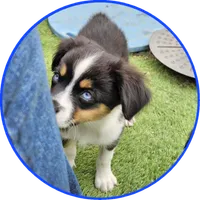 Sammy, a male Toy Australian Shepherd for sale in Snowflake, AZ – 1 of 8
