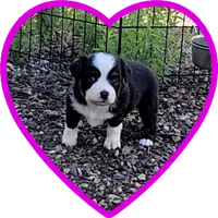 Dawn, a female Miniature Australian Shepherd for sale in Snowflake, AZ – 2 of 5