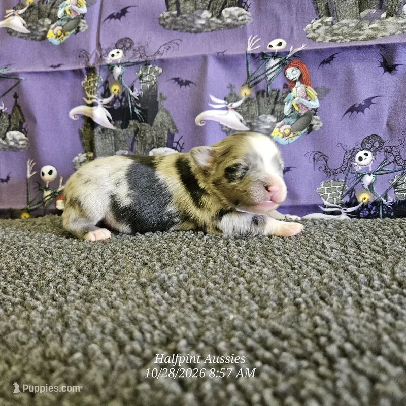 Binx – Toy Australian Shepherd puppy for sale in Snowflake, AZ
