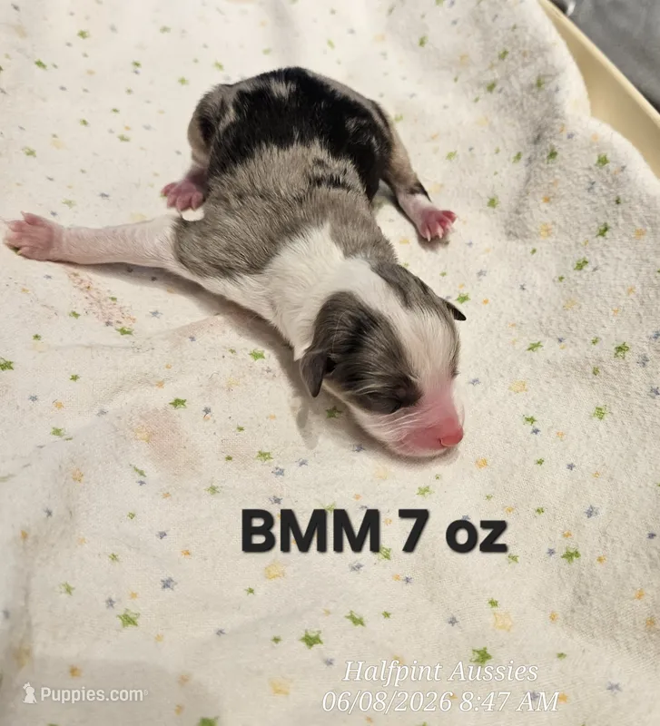 Blue – Toy Australian Shepherd puppy for sale in Snowflake, AZ