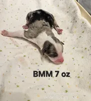 Blue, a male Toy Australian Shepherd for sale in Snowflake, AZ – 1 of 1