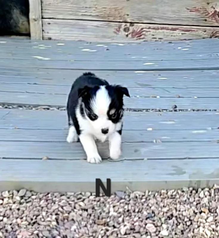 Nick – Toy Australian Shepherd puppy for sale in Snowflake, AZ