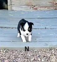 Nick, a male Toy Australian Shepherd for sale in Snowflake, AZ – 3 of 6