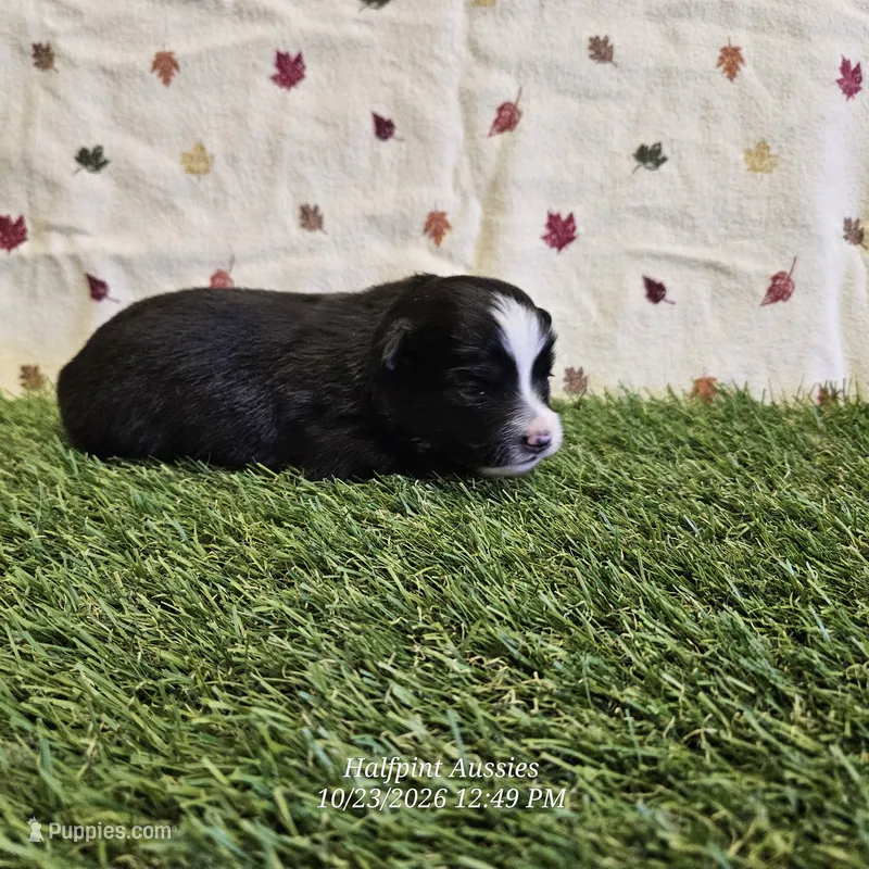 Cookie – Toy Australian Shepherd puppy for sale in Snowflake, AZ