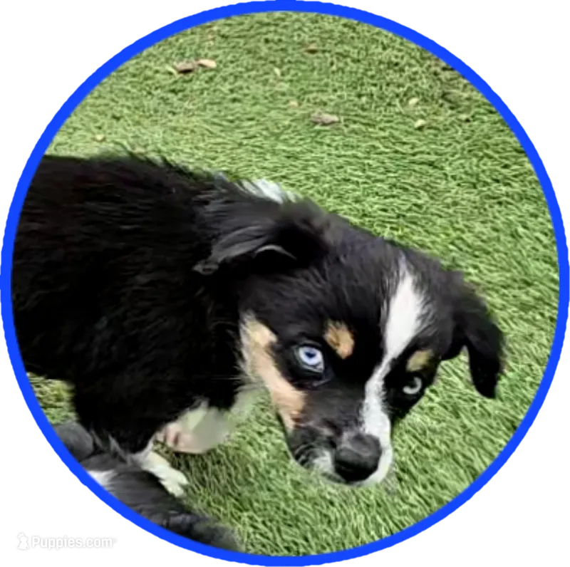 Sammy, a male Miniature Australian Shepherd for sale in Snowflake, AZ – 1 of 9