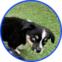 Sammy, a male Miniature Australian Shepherd for sale in Snowflake, AZ – 1 of 9