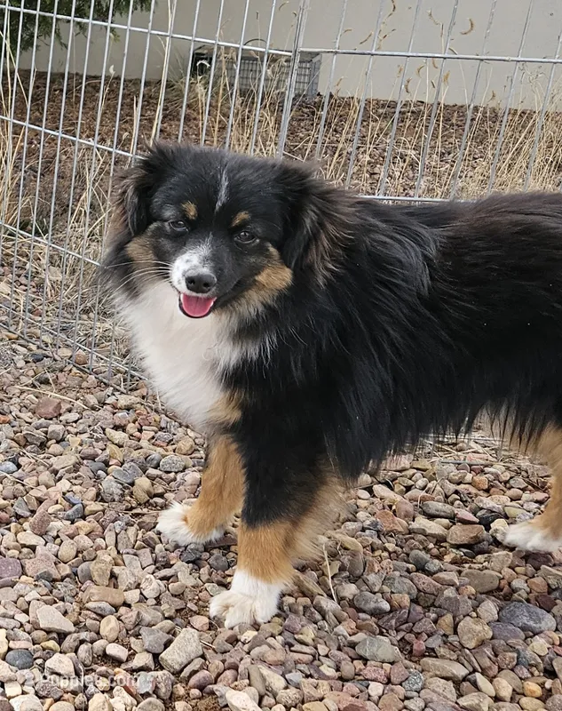 John – Toy Australian Shepherd puppy for sale in Snowflake, AZ