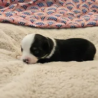 Nick, a male Toy Australian Shepherd for sale in Snowflake, AZ – 4 of 6