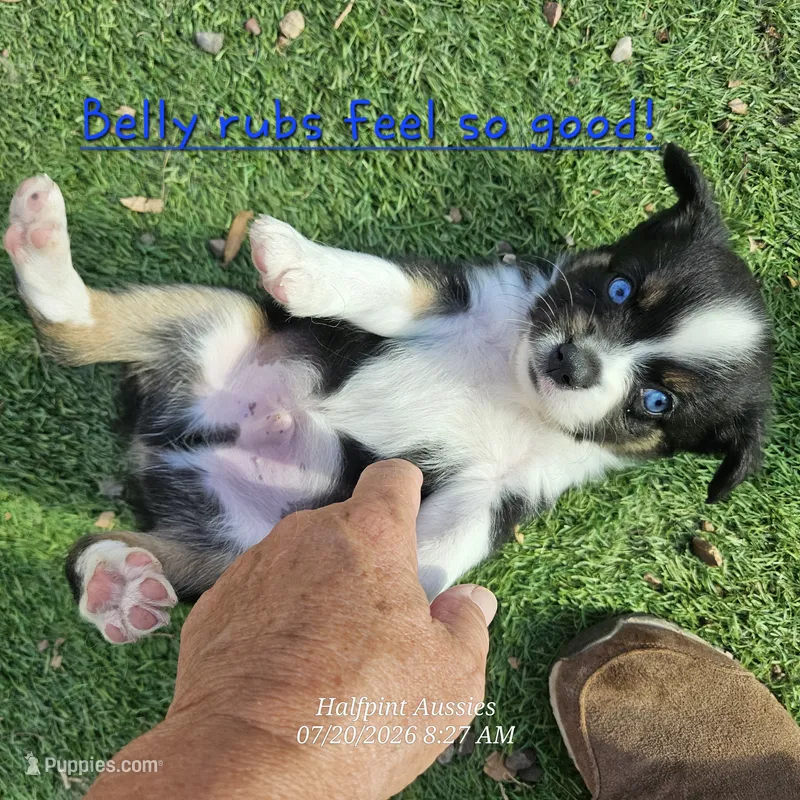 Sammy – Toy Australian Shepherd puppy for sale in Snowflake, AZ