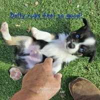 Sammy, a male Toy Australian Shepherd for sale in Snowflake, AZ – 2 of 6
