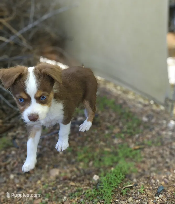Ryan – Toy Australian Shepherd puppy for sale in Snowflake, AZ