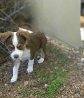 Ryan, a male Toy Australian Shepherd for sale in Snowflake, AZ – 1 of 6