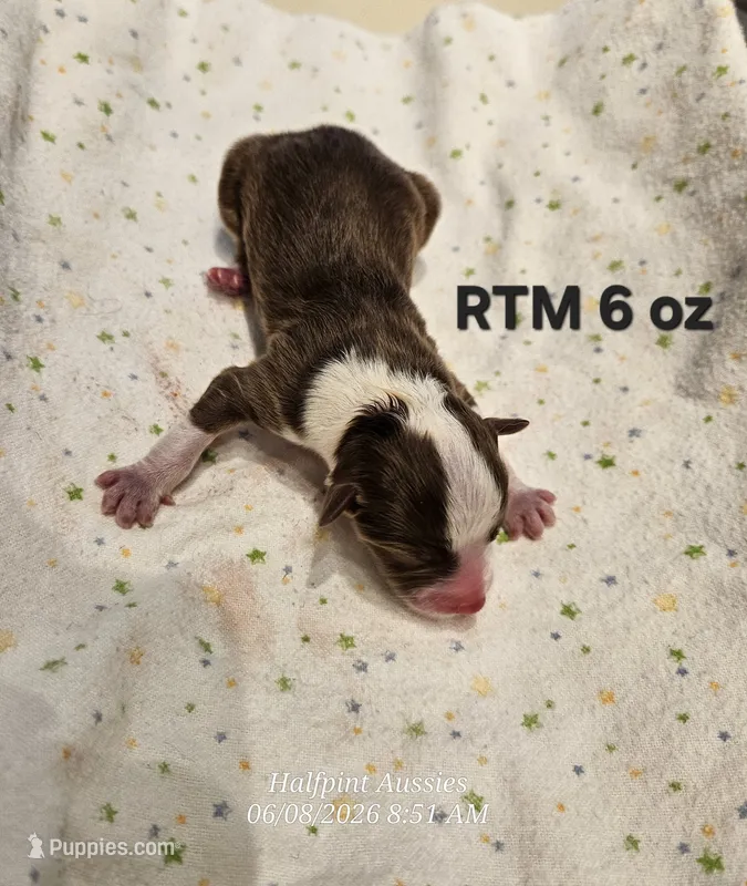 Ryan – Toy Australian Shepherd puppy for sale in Snowflake, AZ