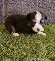 Taylor, a female Toy Australian Shepherd for sale in Snowflake, AZ – 5 of 8