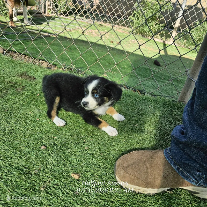 Roxie – Toy Australian Shepherd puppy for sale in Snowflake, AZ