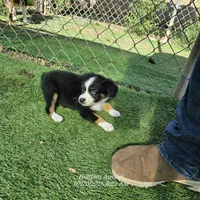 Roxie, a female Toy Australian Shepherd for sale in Snowflake, AZ – 4 of 9