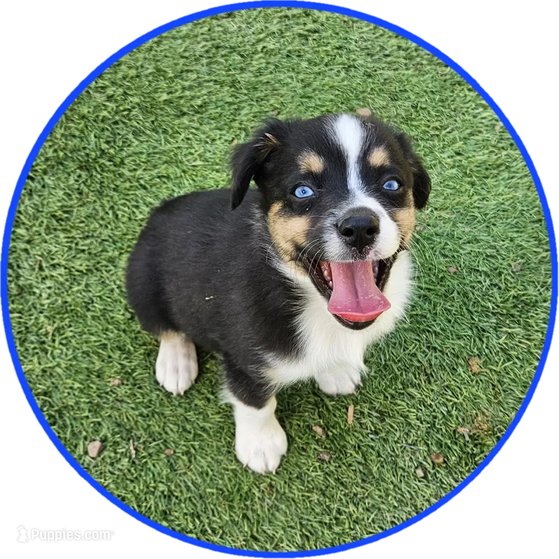 Sammy – Toy Australian Shepherd puppy for sale in Snowflake, AZ