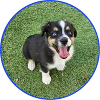 Sammy, a male Toy Australian Shepherd for sale in Snowflake, AZ – 2 of 8