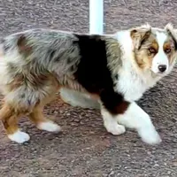 Clancy, a male Australian Shepherd for sale in Snowflake, AZ – Photo 2 of 2