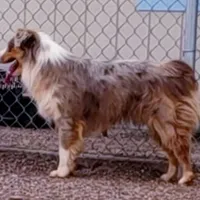 Clancy, a male Australian Shepherd for sale in Snowflake, AZ – Photo 1 of 2