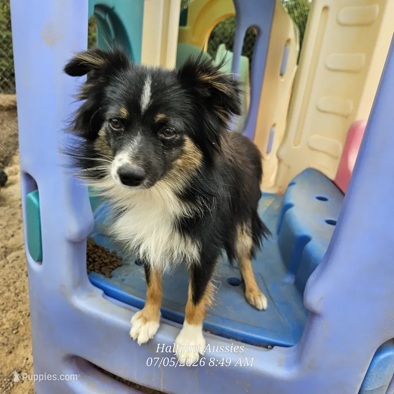 John – Toy Australian Shepherd puppy for sale in Snowflake, AZ