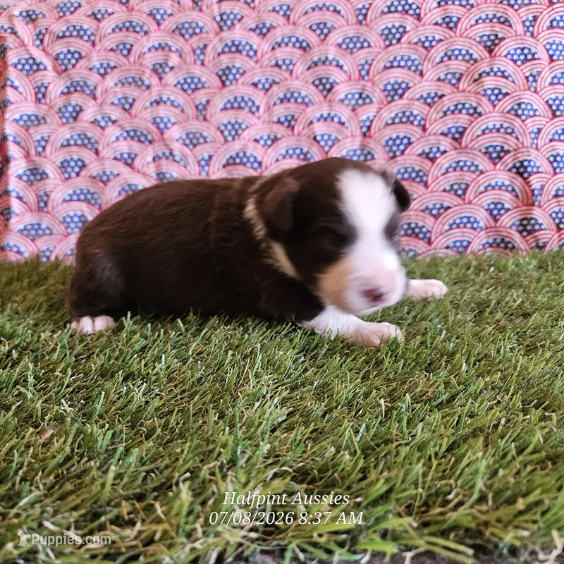 Dusk – Toy Australian Shepherd puppy for sale in Snowflake, AZ