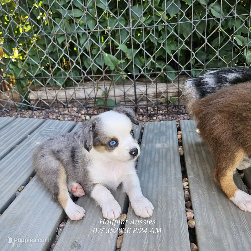 DIXIE – Toy Australian Shepherd puppy for sale in Snowflake, AZ