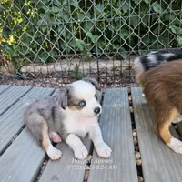 DIXIE, a female Toy Australian Shepherd for sale in Snowflake, AZ – 2 of 7